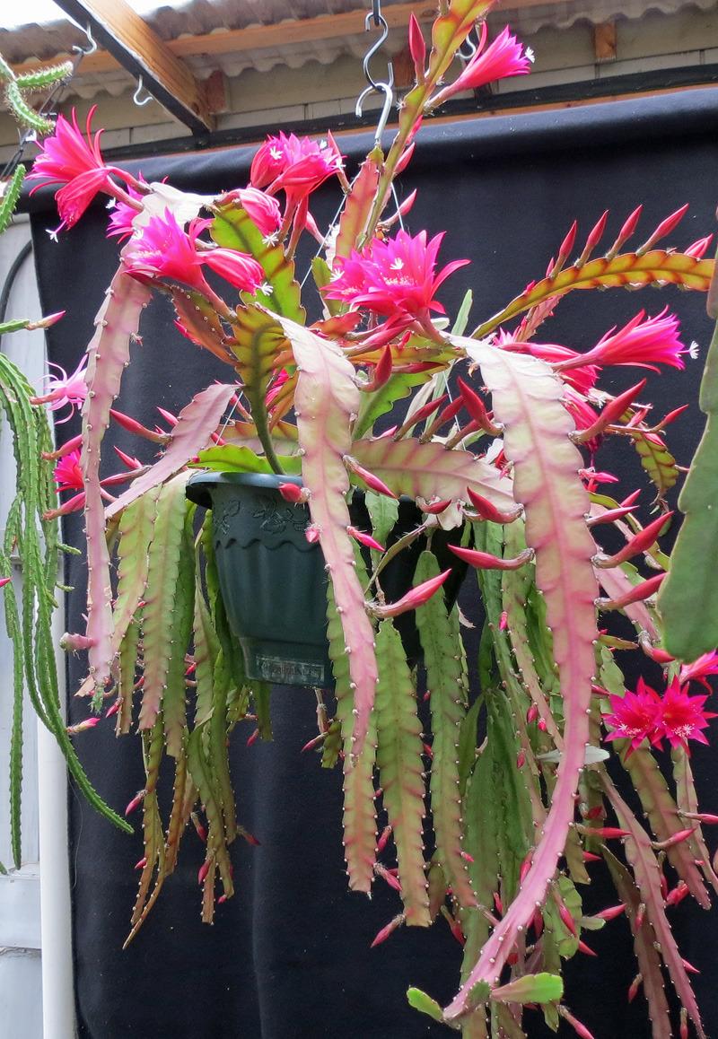 Photo of Orchid Cactus (Epiphyllum 'Cheerfulness') uploaded by AVOCDGIRL