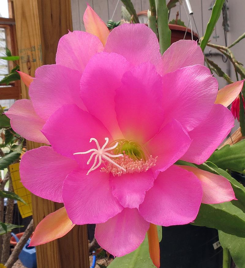 Photo of Orchid Cactus (Epiphyllum 'Irena Paetz') uploaded by AVOCDGIRL