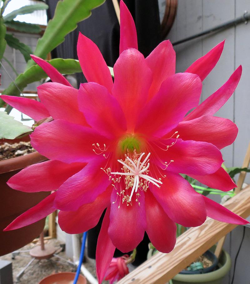 Photo of Orchid Cactus (Epiphyllum 'King of Siam') uploaded by AVOCDGIRL