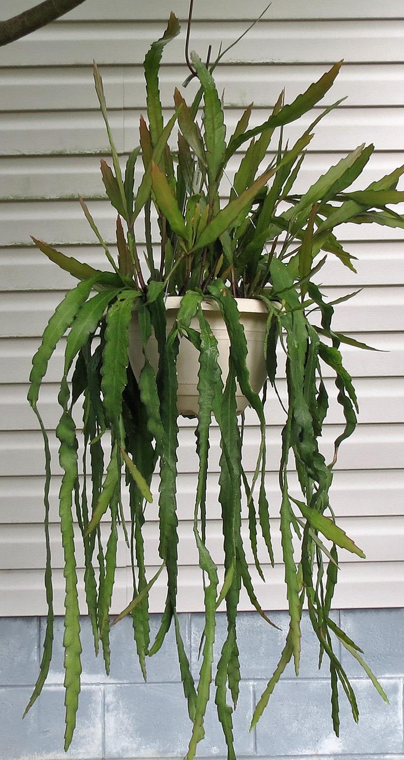 Photo of Hybrid Epiphyllum (Epiphyllum 'George's Favorite') uploaded by AVOCDGIRL