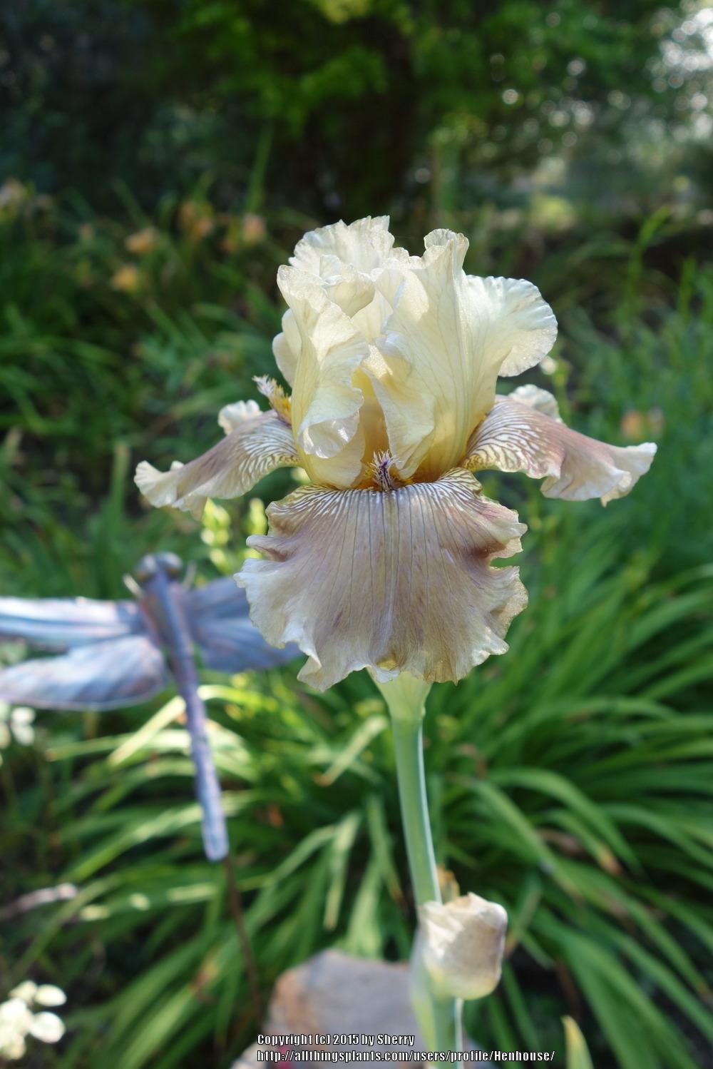 Photo of Tall Bearded Iris (Iris 'Stardust Dragon') uploaded by Henhouse