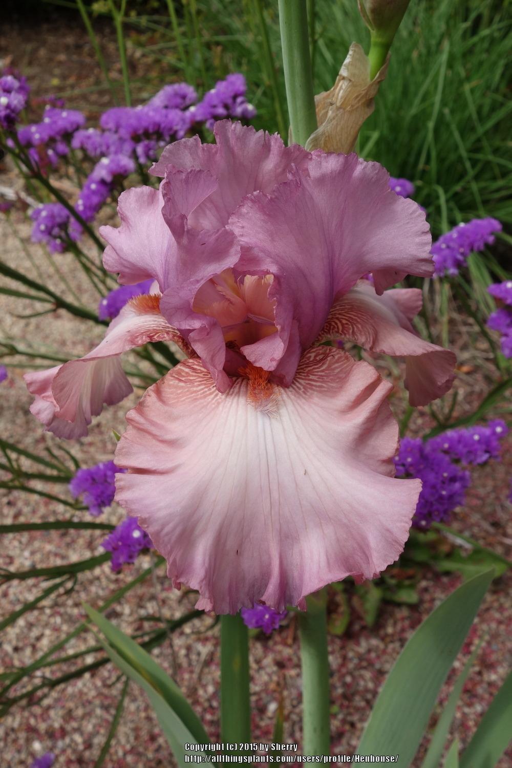 Photo of Tall Bearded Iris (Iris 'Company of One') uploaded by Henhouse