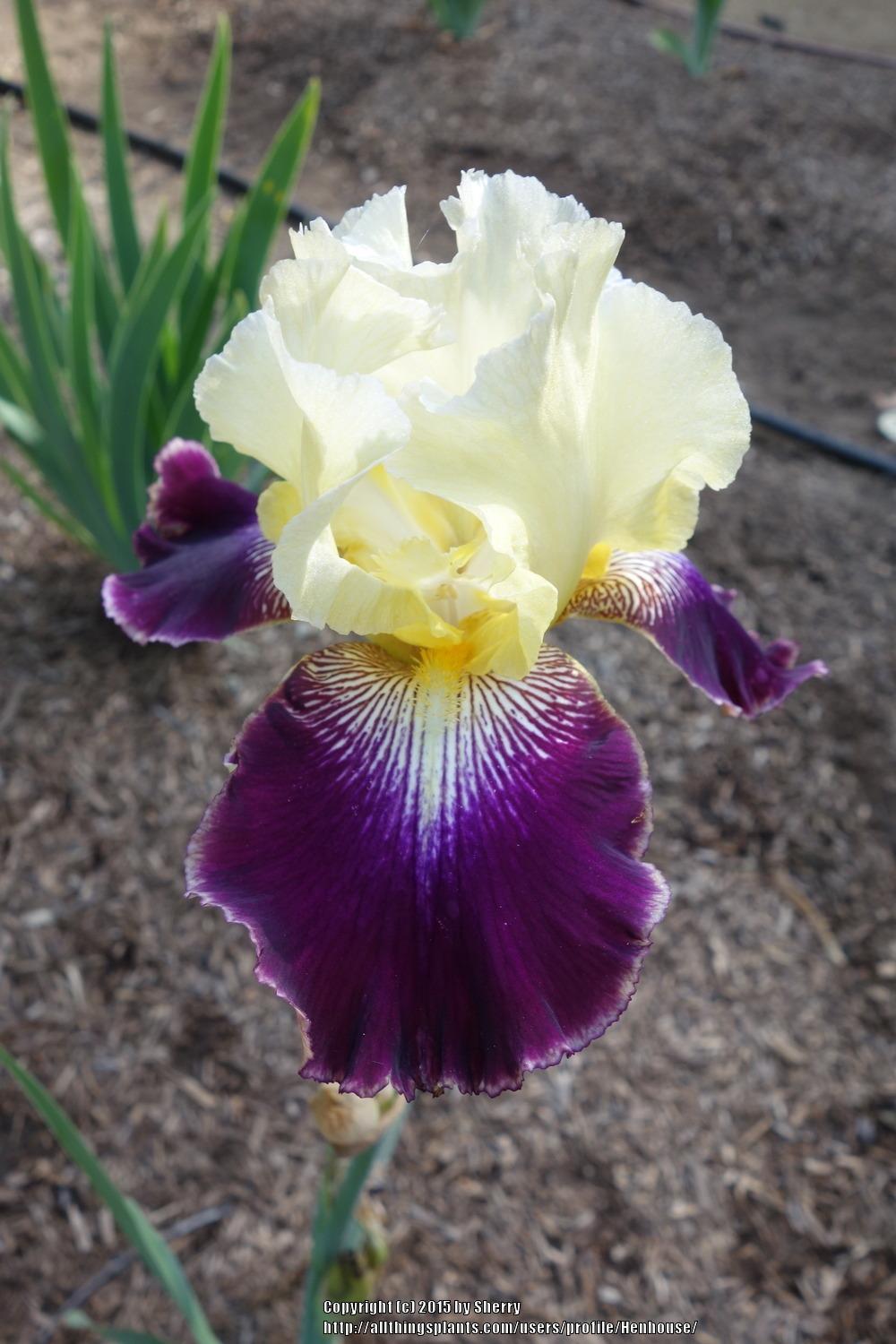 Photo of Tall Bearded Iris (Iris 'Parvin's Pinot') uploaded by Henhouse