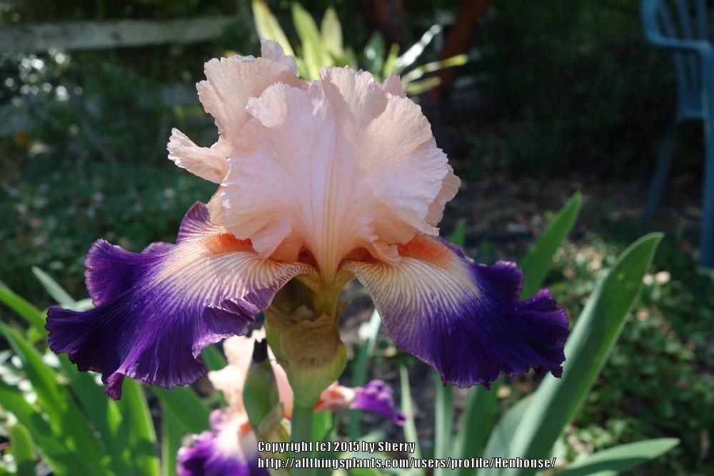 Photo of Tall Bearded Iris (Iris 'Notorious') uploaded by Henhouse