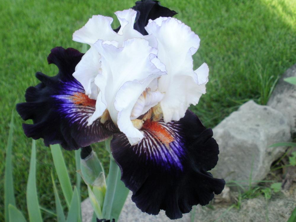Photo of Tall Bearded Iris (Iris 'Cosmic Celebration') uploaded by bramedog