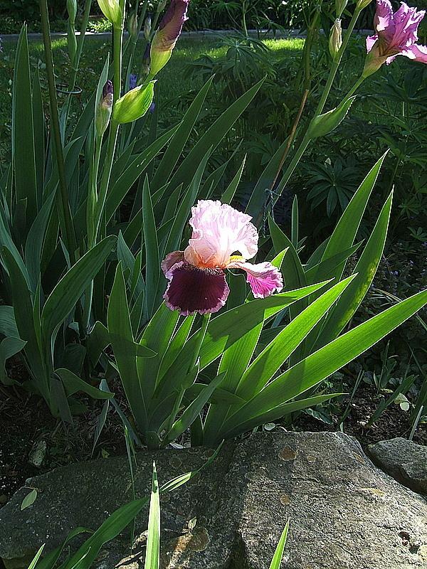 Photo of Tall Bearded Iris (Iris 'So Fine') uploaded by pirl