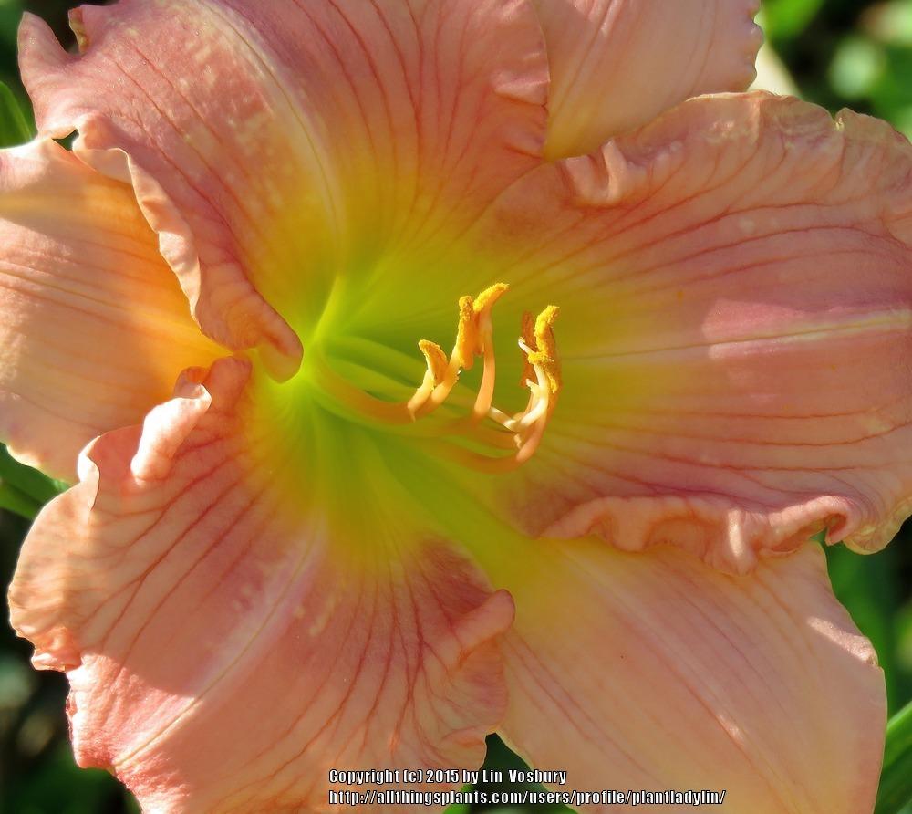 Photo of Daylily (Hemerocallis 'Jolyene Nichole') uploaded by plantladylin