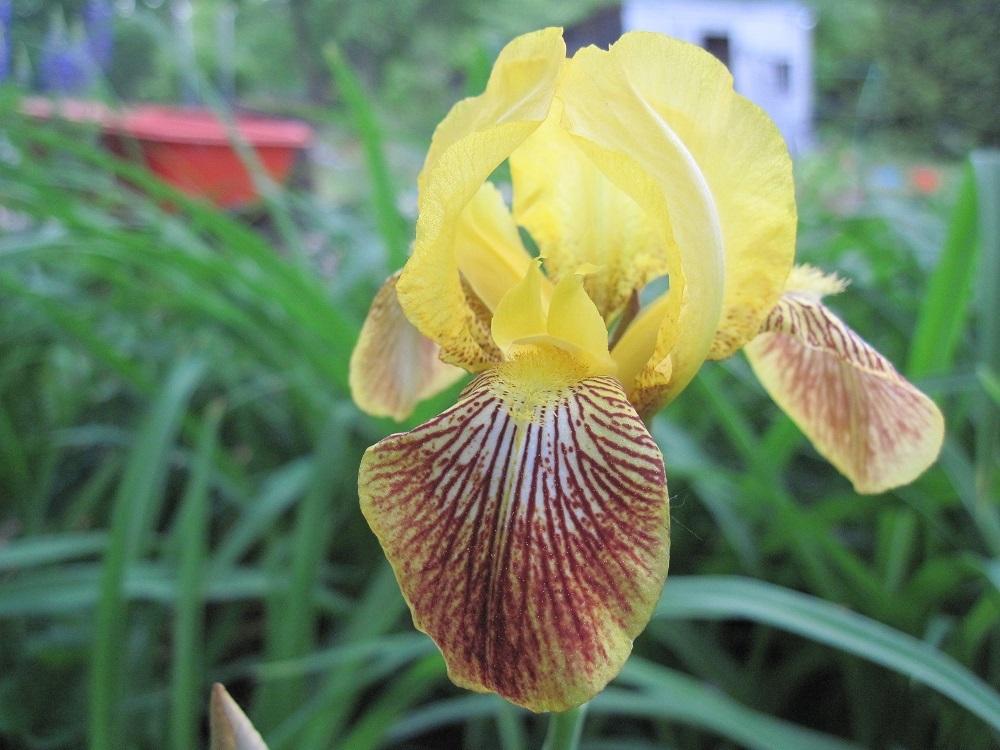 Photo of Irises (Iris) uploaded by robertduval14