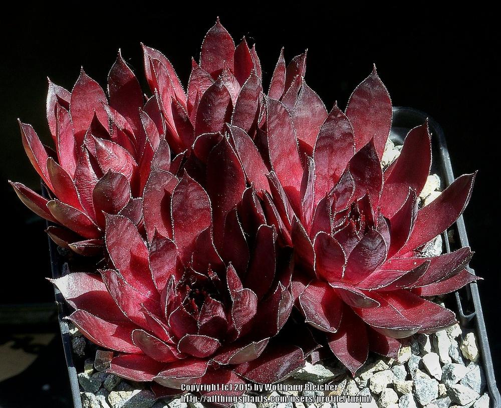 Photo of Hen and Chicks (Sempervivum 'Drachenblut') uploaded by turini