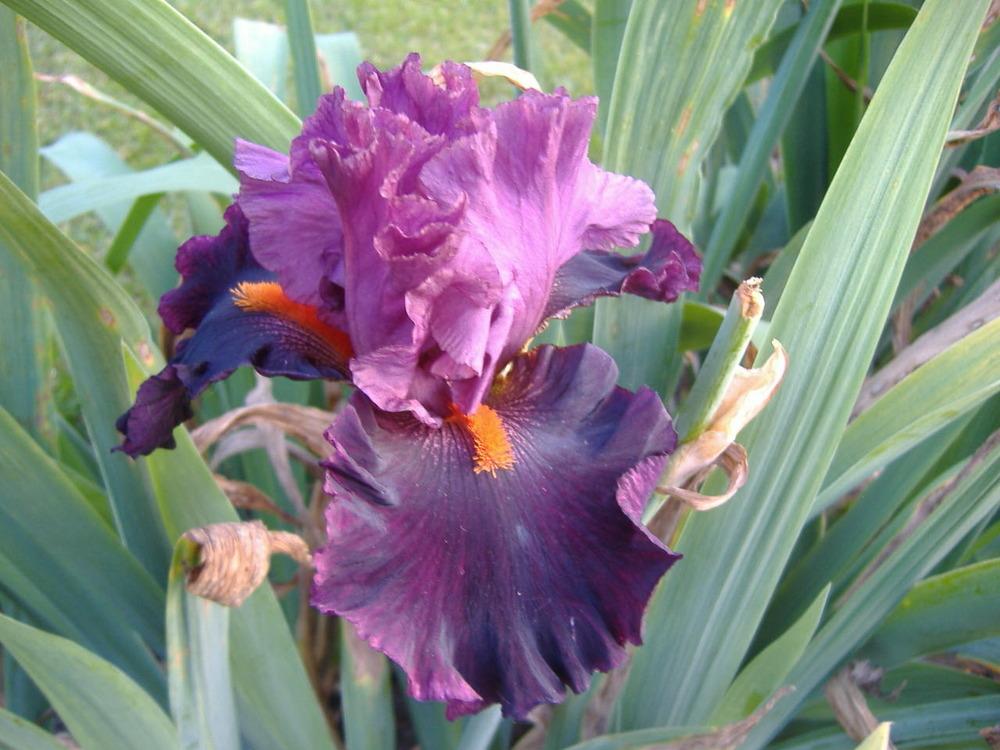 Photo of Tall Bearded Iris (Iris 'Midnight Passion') uploaded by tveguy3