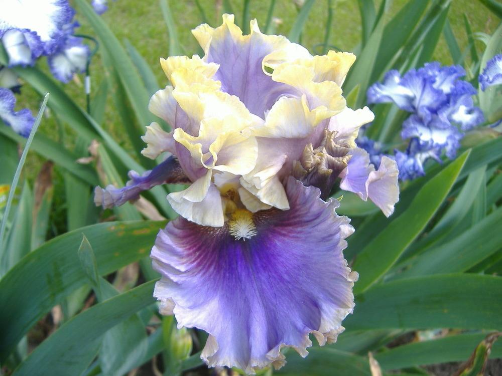 Photo of Tall Bearded Iris (Iris 'I'm All Shook Up') uploaded by tveguy3