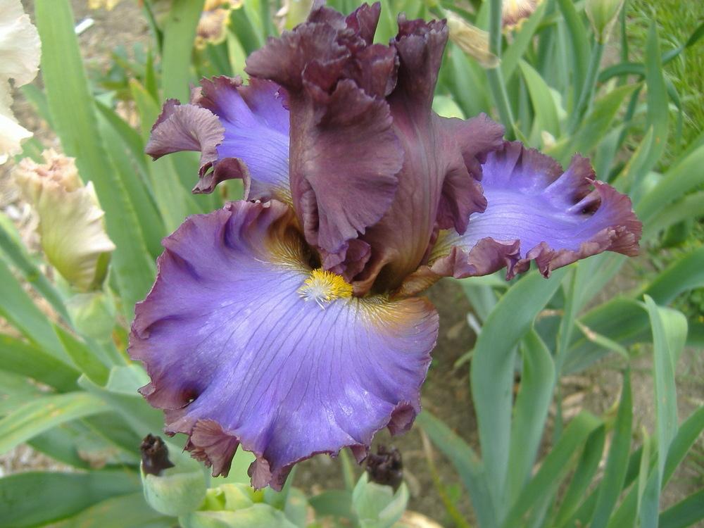 Photo of Tall Bearded Iris (Iris 'House Arrest') uploaded by tveguy3