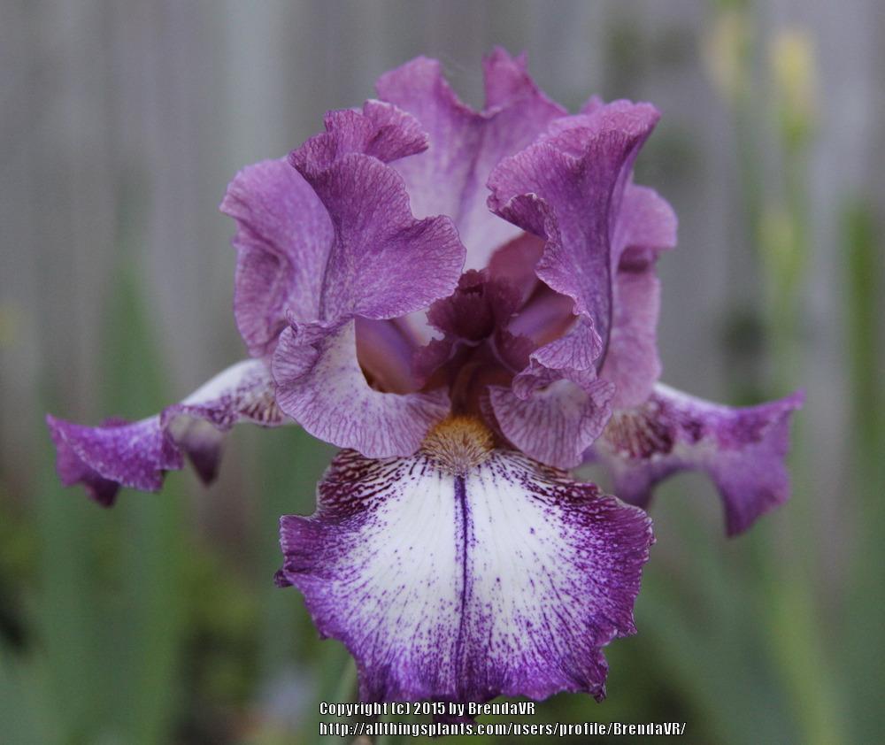 Photo of Tall Bearded Iris (Iris 'French Gown') uploaded by BrendaVR