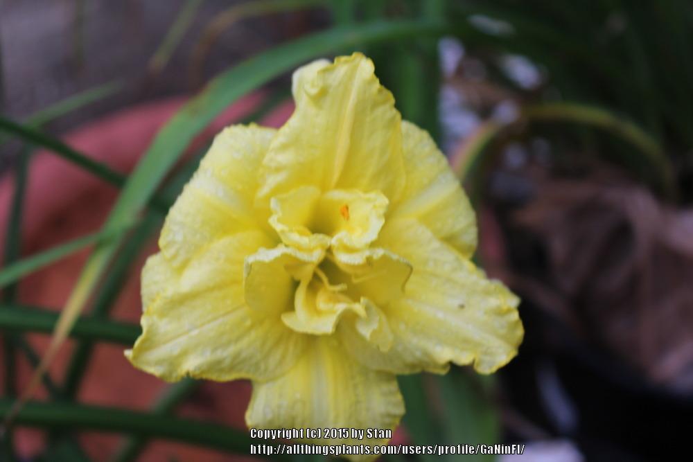 Photo of Daylily (Hemerocallis 'Cabbage Flower') uploaded by GaNinFl