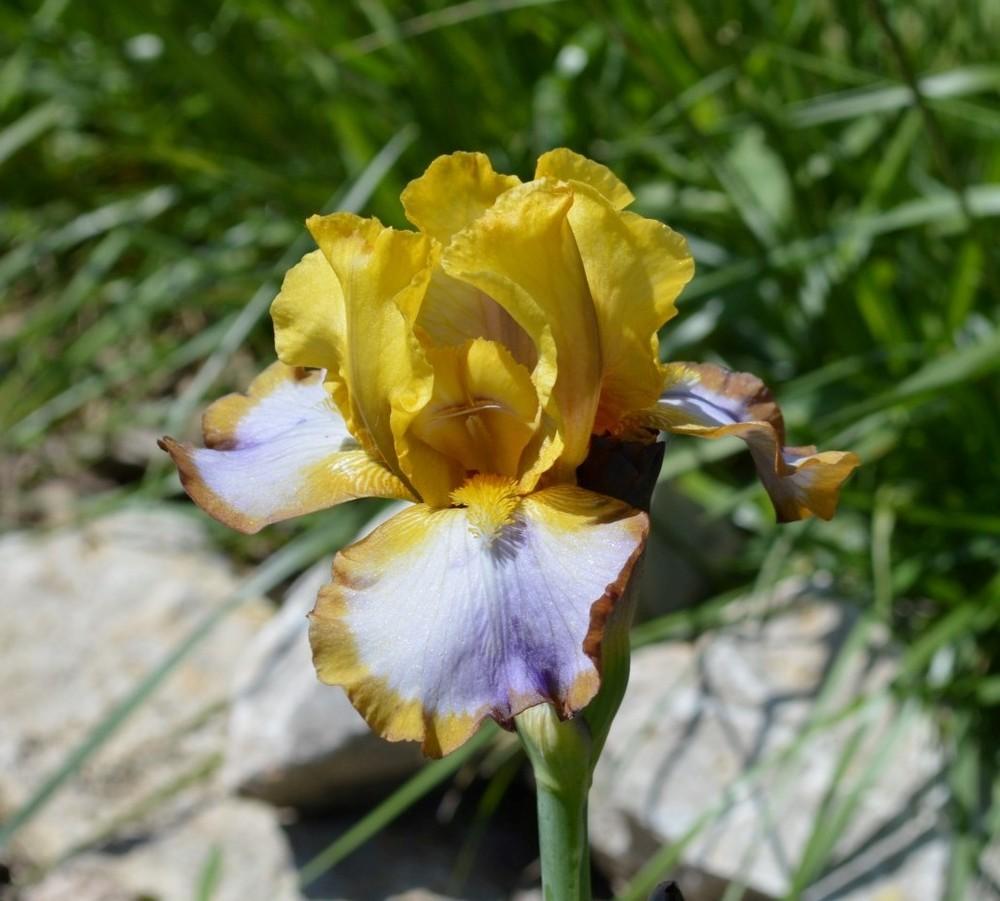 Photo of Border Bearded Iris (Iris 'Brown Lasso') uploaded by KentPfeiffer