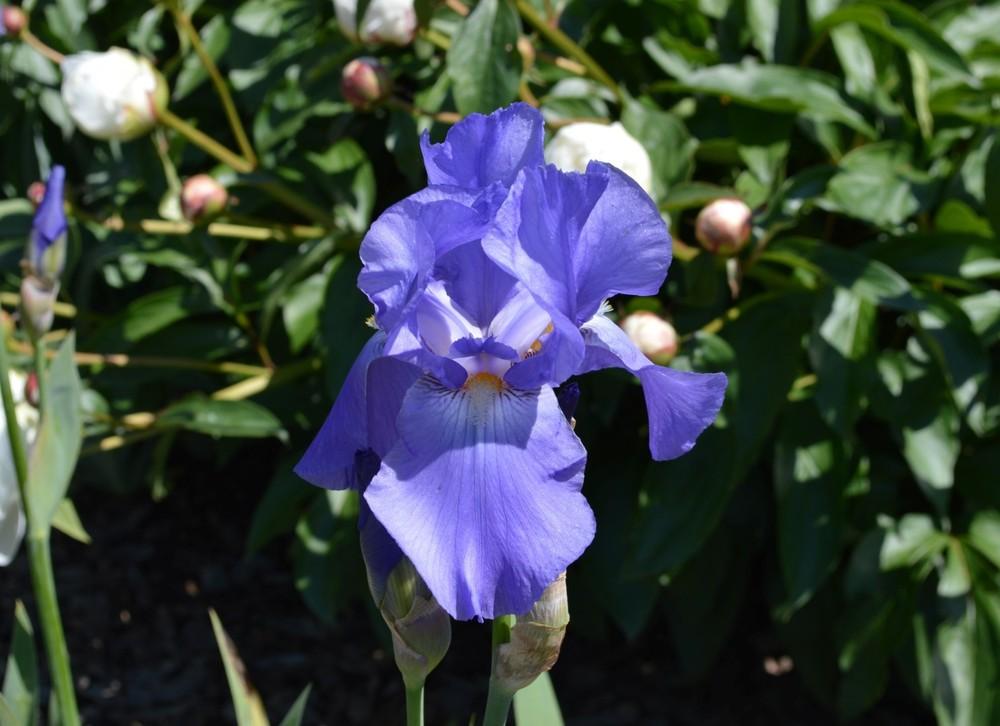Photo of Tall Bearded Iris (Iris 'Chivalry') uploaded by KentPfeiffer