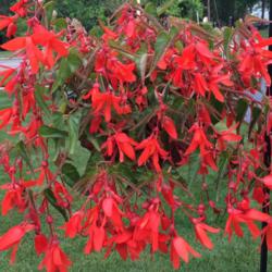 Location: My garden, central NJ, Zone 7A
Date: 6/4/15
Begonia Waterfall Encanto Orange