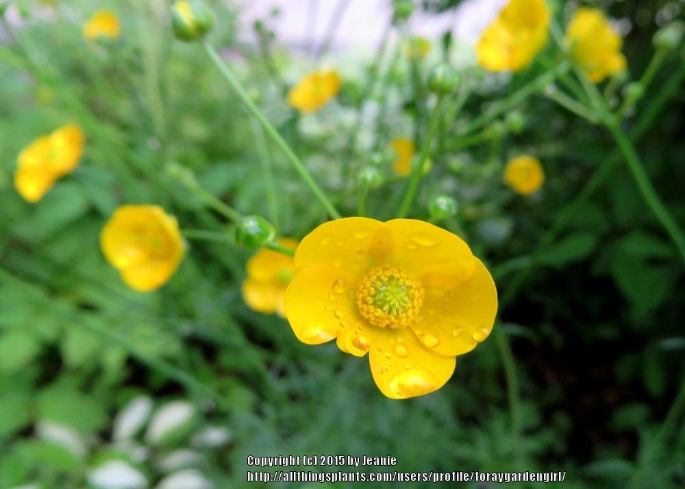 Photo of Meadow Buttercup (Ranunculus acris) uploaded by foraygardengirl
