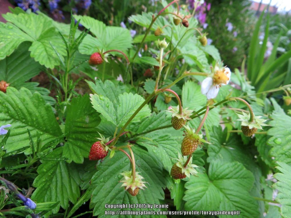 Photo of Alpine Strawberry (Fragaria vesca) uploaded by foraygardengirl
