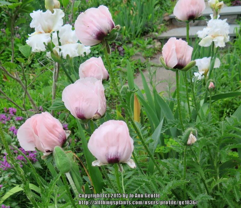 Photo of Poppies (Papaver) uploaded by ge1836