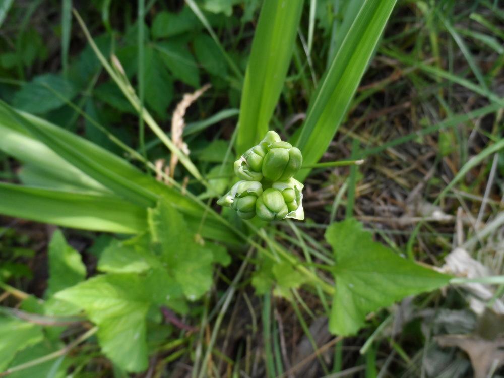 Photo of Daylilies (Hemerocallis) uploaded by hazeleyes