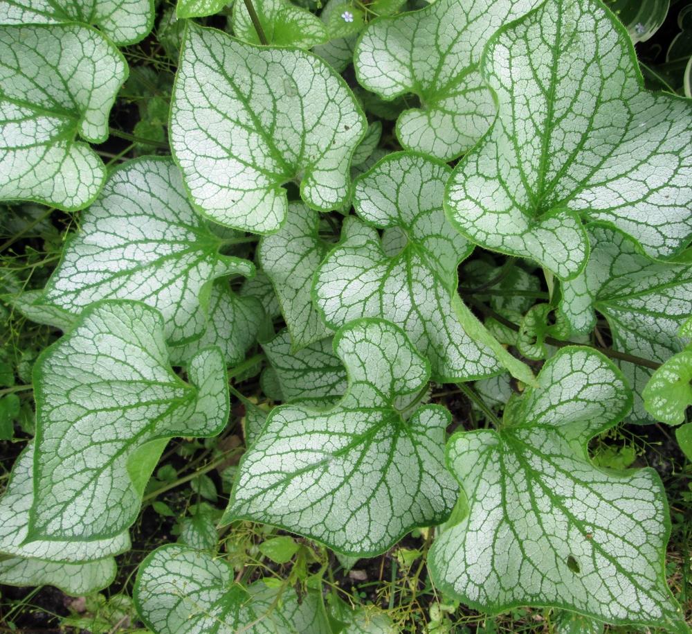 Photo of Silver Siberian bugloss (Brunnera macrophylla 'Jack Frost') uploaded by lauribob