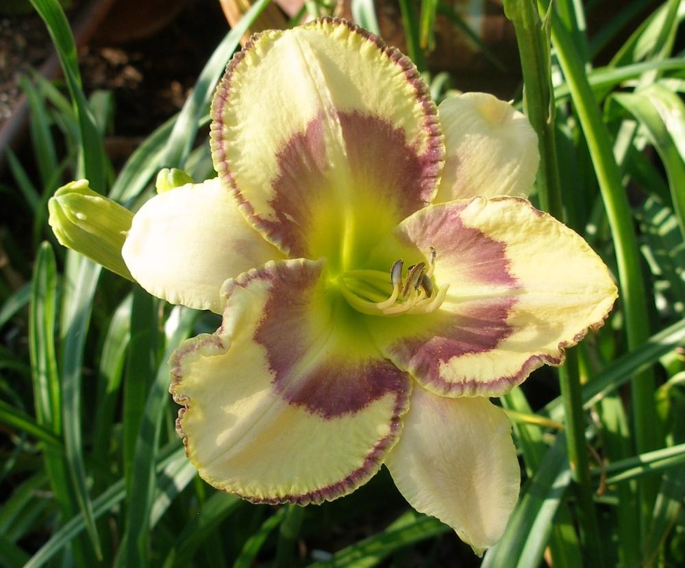 Photo of Daylily (Hemerocallis 'Dreams Come Through') uploaded by needrain