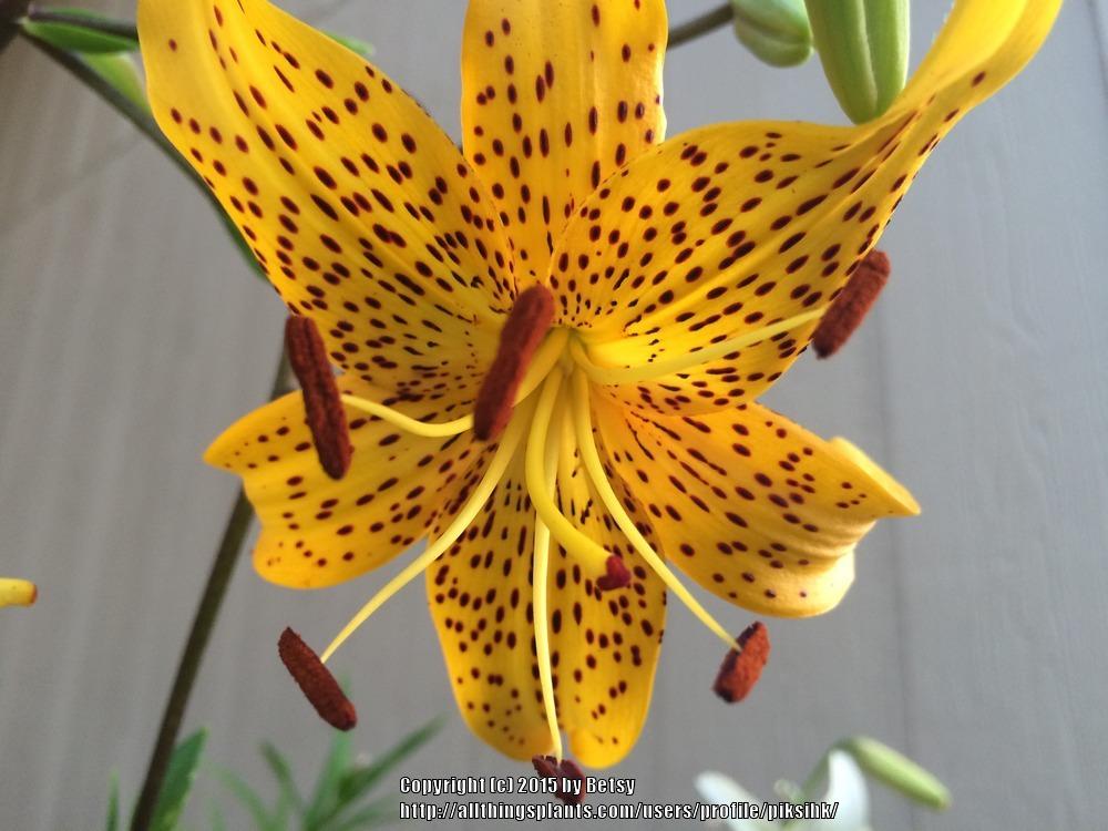 Photo of Lily (Lilium leichtlinii) uploaded by piksihk