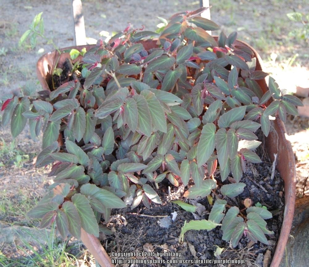Photo of Trailing Begonia (Begonia 'Withlacoochee') uploaded by purpleinopp