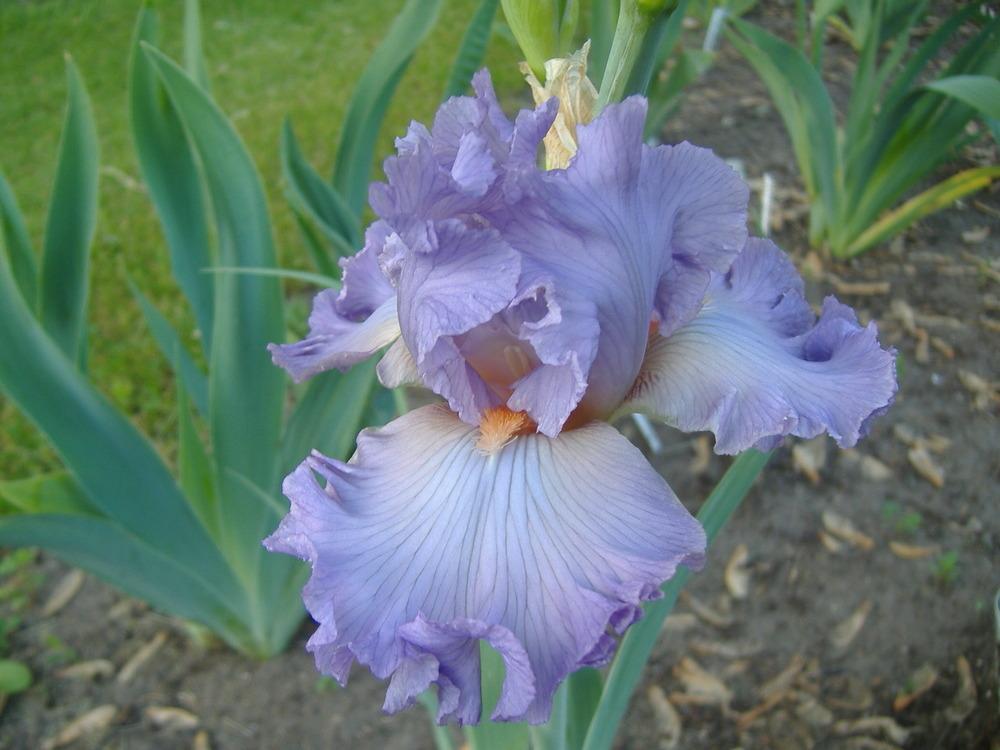 Photo of Tall Bearded Iris (Iris 'Gentle Dawn') uploaded by tveguy3