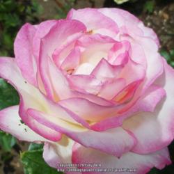 Location: In my Northern California garden
Date: 2015-06-01
Only the slightest pink edge at the start