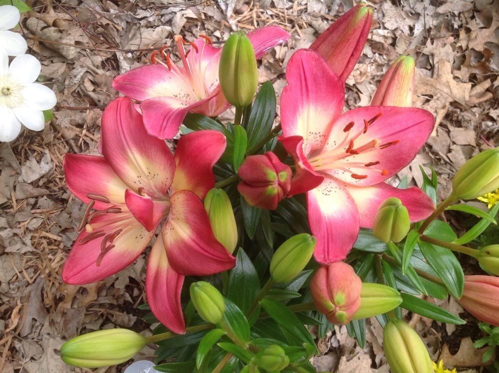 Photo of Lily (Lilium 'Tiny Dancer') uploaded by Cookies4kids