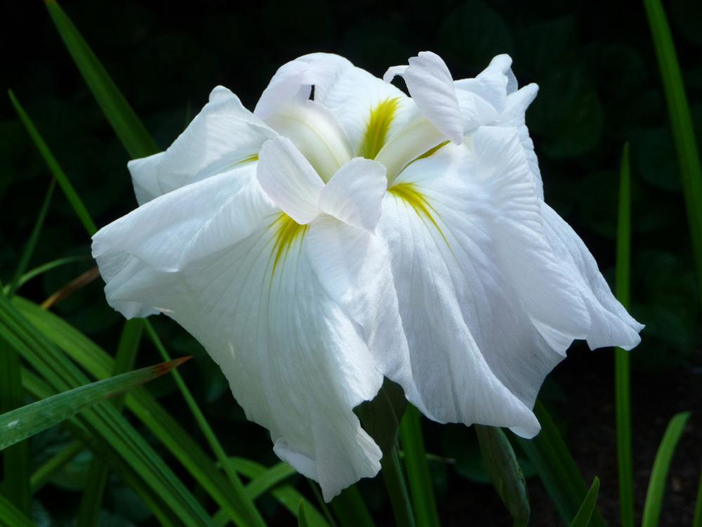 Photo of Japanese Iris (Iris ensata 'Abundant Display') uploaded by Lestv