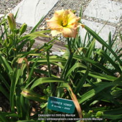 Location: Valley of the Daylilies in Lebanon, OH. Home of Dan and Jackie Bachman.
Date: 2005-07-07 at 10:38 m.
Bringt and warm morning sun shining on flower.