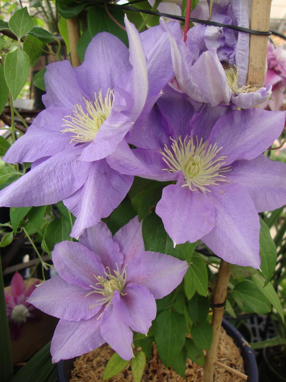 Photo of Clematis Cezanne™ uploaded by Paul2032