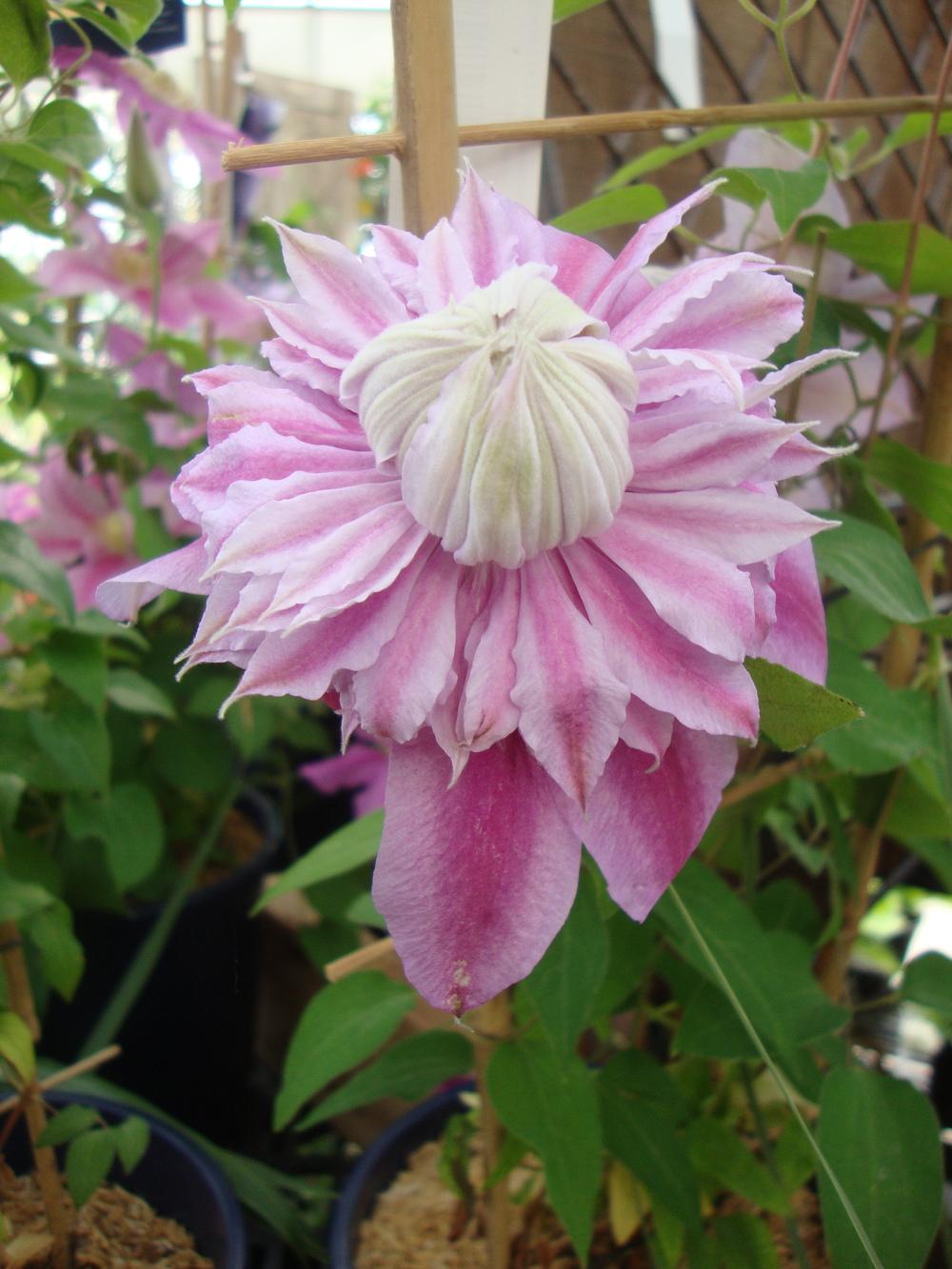 Photo of Clematis Josephine™ uploaded by Paul2032