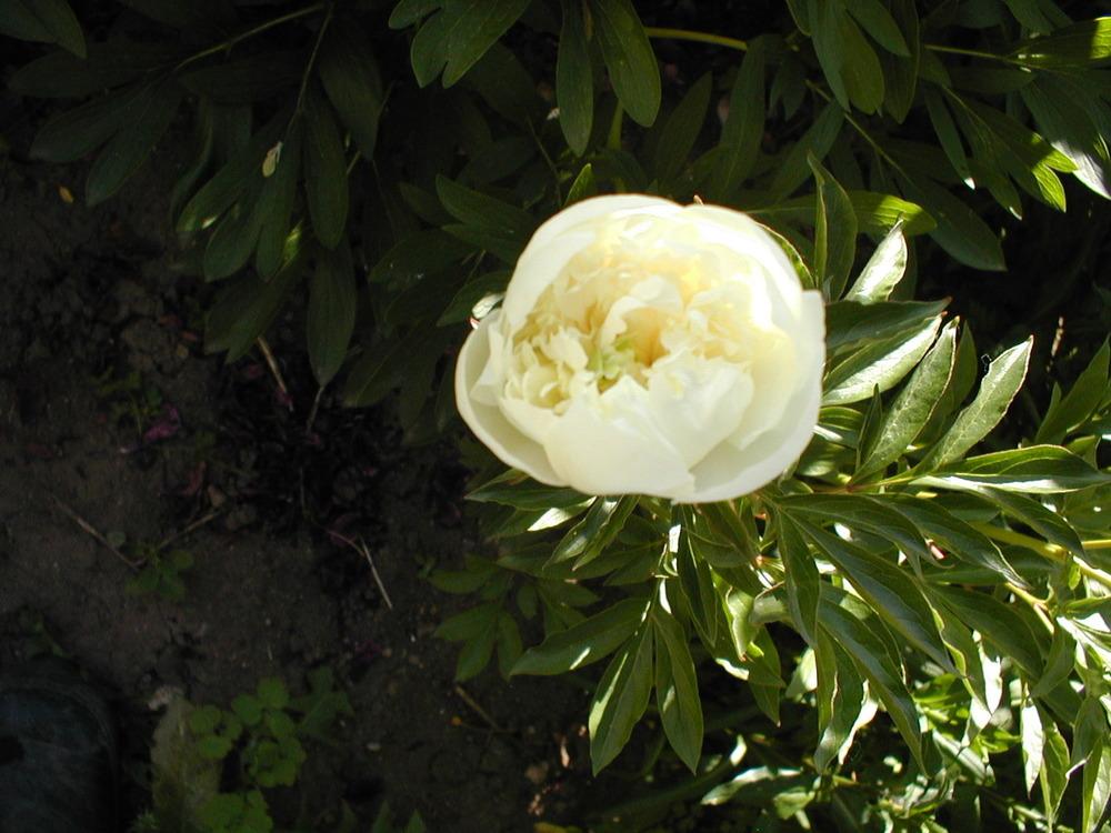 Photo of Garden Peony (Paeonia lactiflora) uploaded by admin