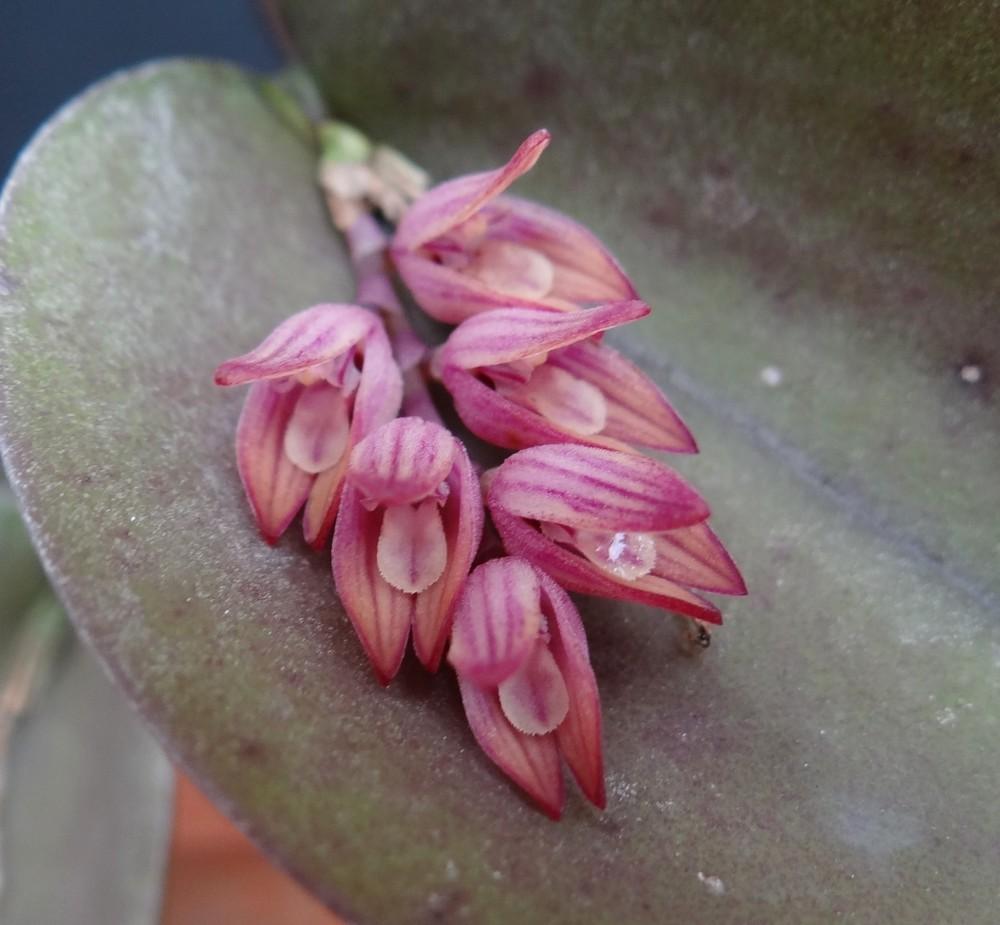 Photo of Orchid (Acianthera prolifera) uploaded by hawkarica