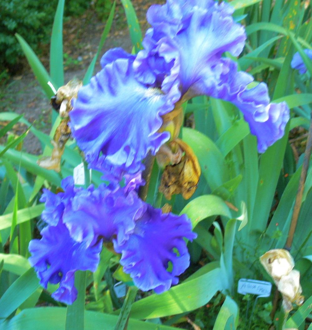 Photo of Tall Bearded Iris (Iris 'Sea Power') uploaded by janwax