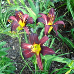 Location: Garland (Dallas), TX
Date: 2015-06-06
Rich darker-than-usual color, like so many Daylilies in the yard 
