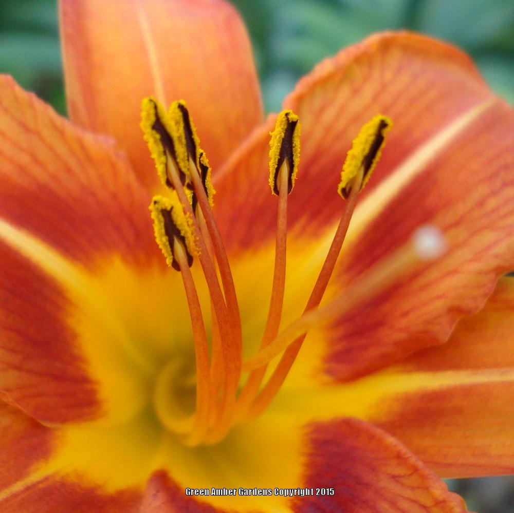 Photo of Ditch Lily (Hemerocallis fulva) uploaded by lovemyhouse