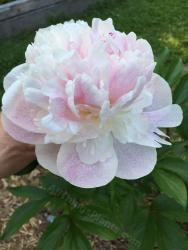 Thumb of 2015-06-06/magnolialover/173180