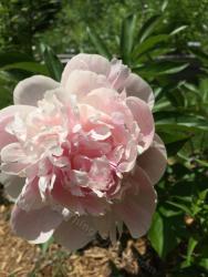 Thumb of 2015-06-06/magnolialover/f97135