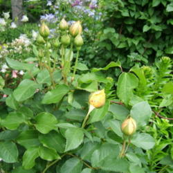 Location: Terrace garden, left side
Date: 2015-06-05
Leaves and buds.