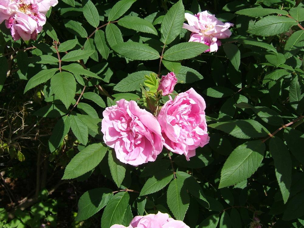 Photo of Rose (Rosa 'Therese Bugnet') uploaded by pirl