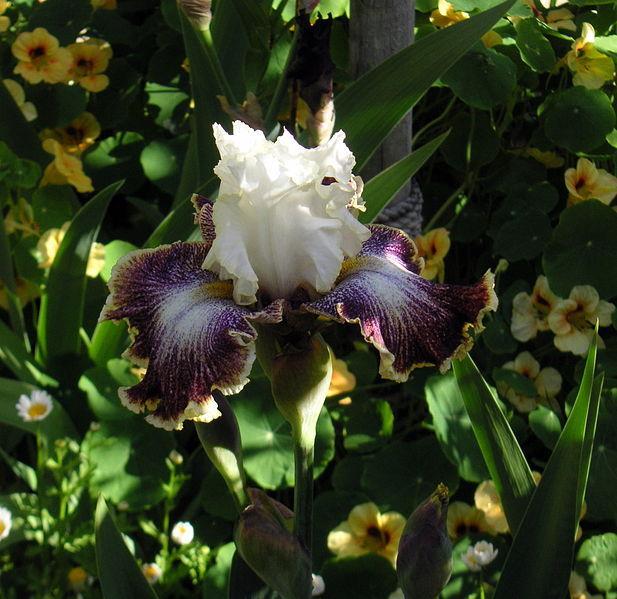 Photo of Tall Bearded Iris (Iris 'Looky Loo') uploaded by robertduval14