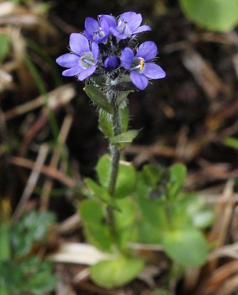 Photo of Veronica alpina subsp. pumila uploaded by robertduval14