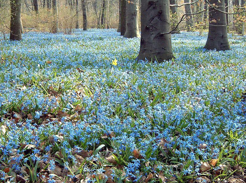 Photo of Siberian Squill (Scilla siberica) uploaded by robertduval14