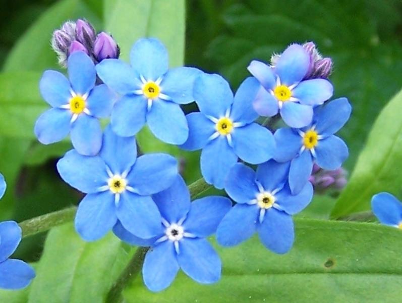 Photo of Water Forget-Me-Not (Myosotis scorpioides) uploaded by robertduval14