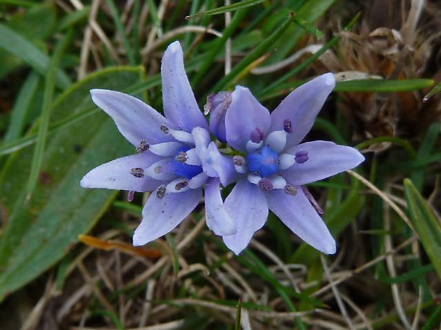 Photo of Spring Squill (Scilla verna) uploaded by robertduval14